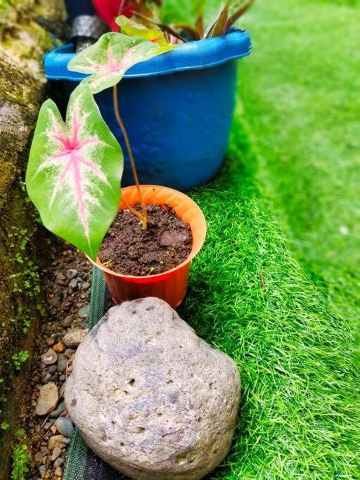 فيلا Poetry Garden Bocas Town Colon Island المظهر الخارجي الصورة