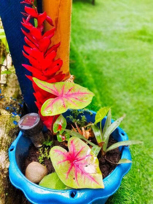 فيلا Poetry Garden Bocas Town Colon Island المظهر الخارجي الصورة