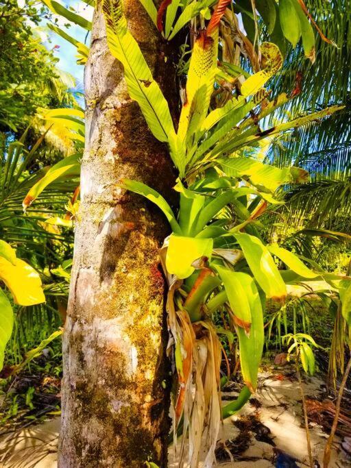 فيلا Poetry Garden Bocas Town Colon Island المظهر الخارجي الصورة